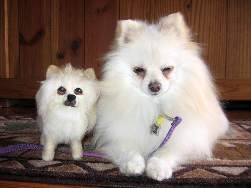 แฝดคนละฝา