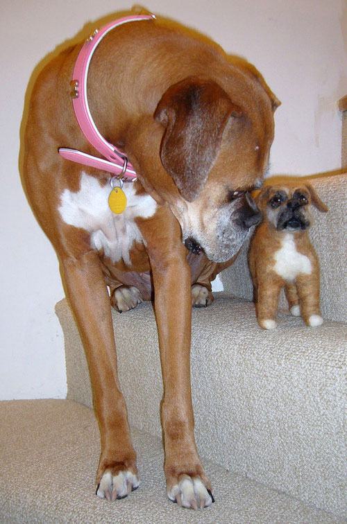 แฝดคนละฝา