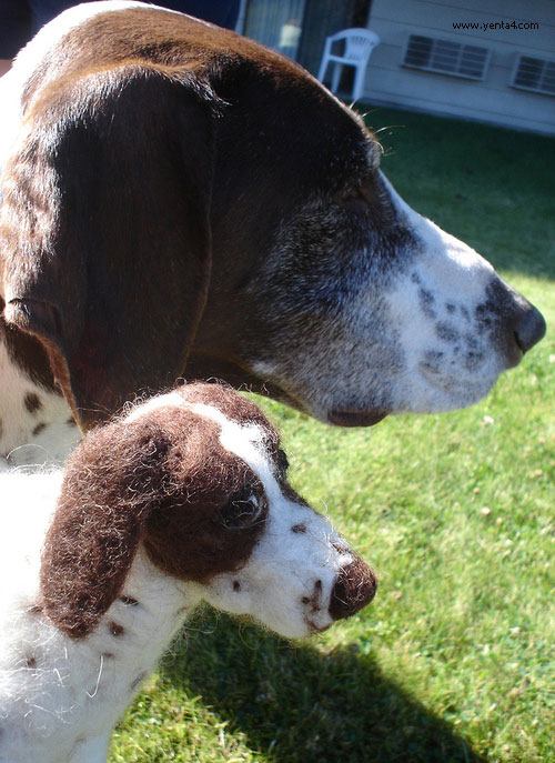 แฝดคนละฝา