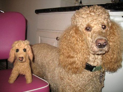 แฝดคนละฝา