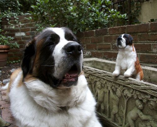 แฝดคนละฝา