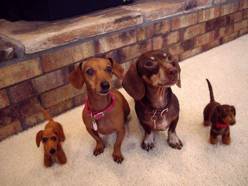 แฝดคนละฝา