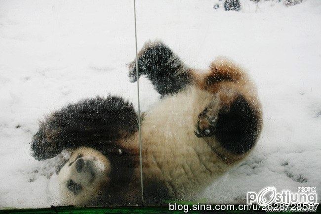 Kung Fu Panda Naochun snow