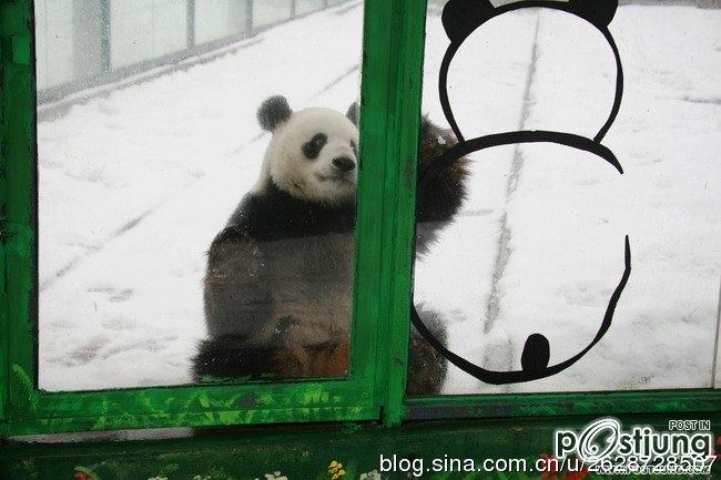 Kung Fu Panda Naochun snow