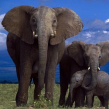 กระทู้สัตว์โลก  African elephant 