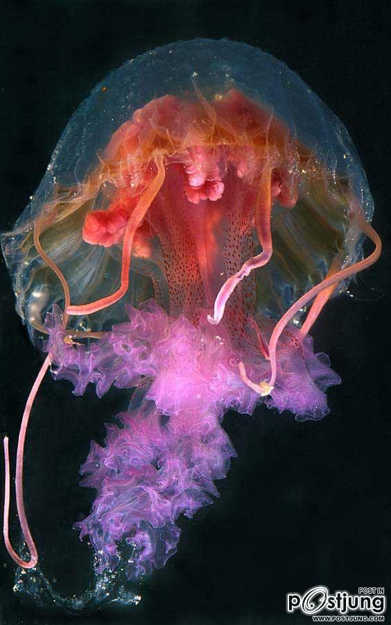 แมงกะพรุน(Jellyfish)