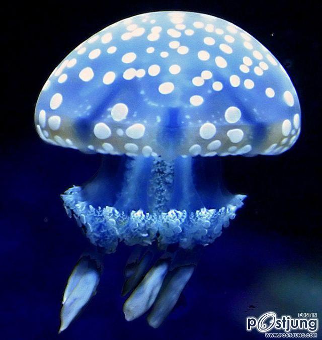 แมงกะพรุน(Jellyfish)