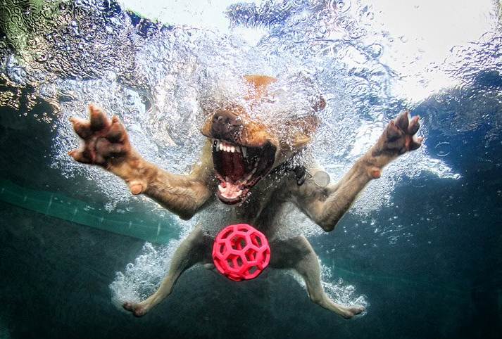 น้องหมาใต้น้ำ