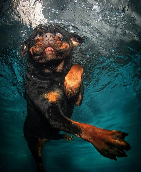 น้องหมาใต้น้ำ