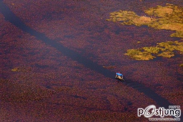 ทะเลบัวแดง ทุ่งดอกไม้ที่ใหญ่ที่สุดในประเทศ
