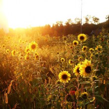 ทุ่งทานตะวันเเสนงดงาม