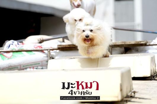 หนังใหม่ มะหมา 4 ขาครับ ภาค2
