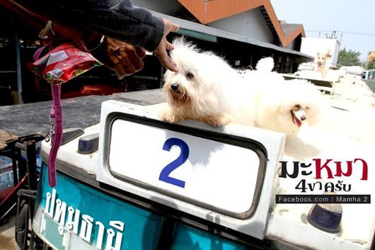 หนังใหม่ มะหมา 4 ขาครับ ภาค2