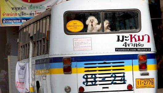 หนังใหม่ มะหมา 4 ขาครับ ภาค2