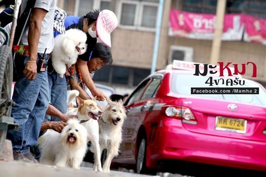 หนังใหม่ มะหมา 4 ขาครับ ภาค2