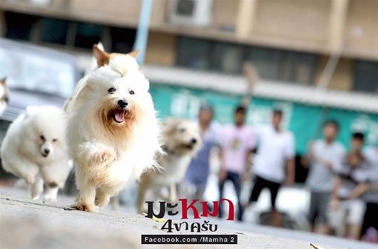 หนังใหม่ มะหมา 4 ขาครับ ภาค2