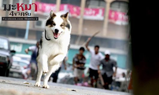 หนังใหม่ มะหมา 4 ขาครับ ภาค2