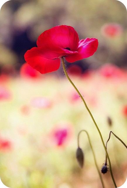 Poppy & Papaver