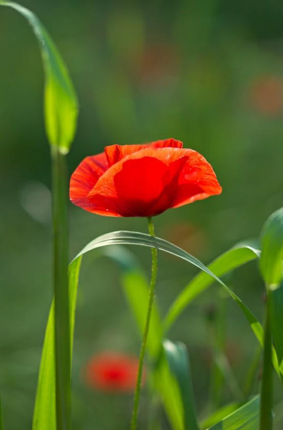 Poppy & Papaver