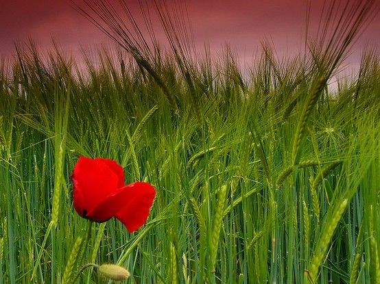 Poppy & Papaver