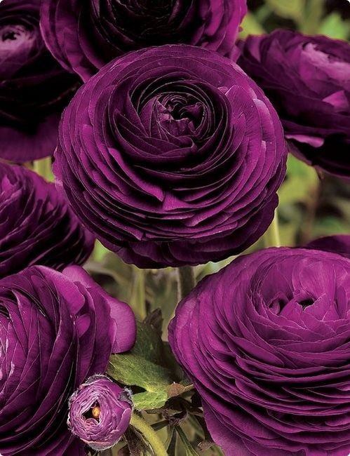 Purple Passion