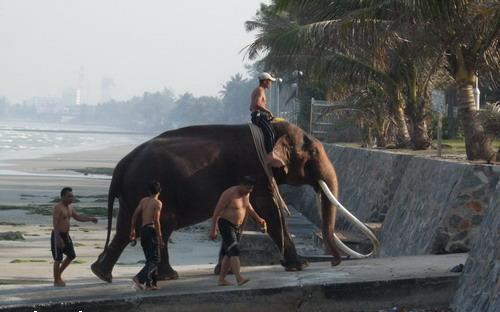 ช้างกับประเทศไทย