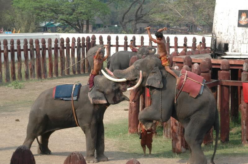 ช้างกับประเทศไทย