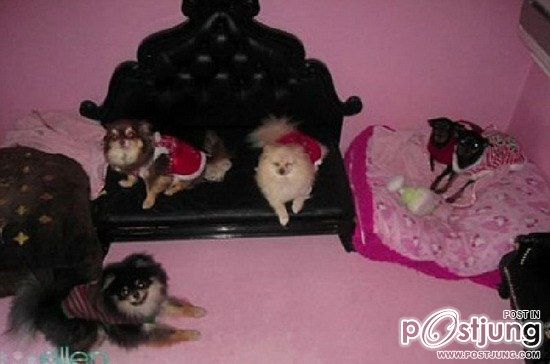 บ้านน้องหมา ของปารีส ฮิลตัน แค่ 10 ล้านเอง