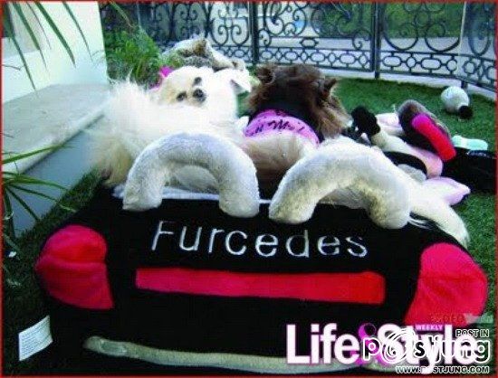 บ้านน้องหมา ของปารีส ฮิลตัน แค่ 10 ล้านเอง