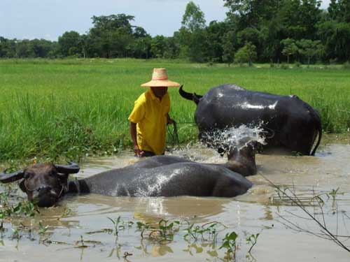 ชนบทบ้านเรา