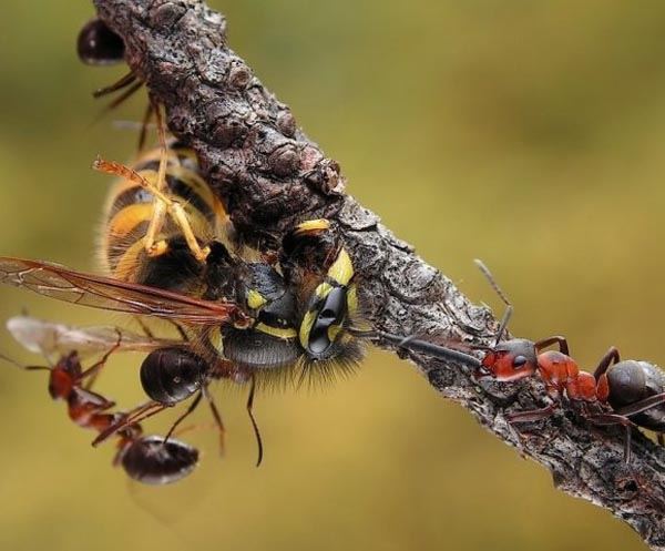 ภาพของมด