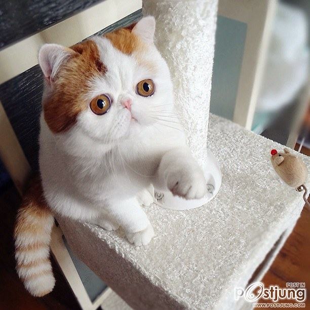 เจ้าเหมียวสนุปปี้ แมวน้อยน่ารัก