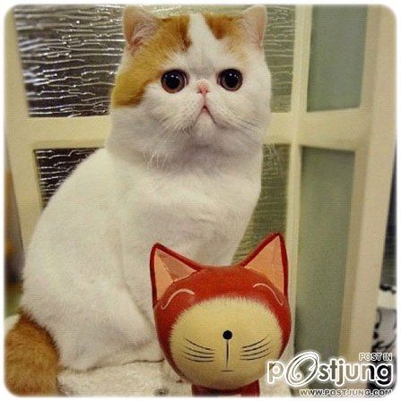 เจ้าเหมียวสนุปปี้ แมวน้อยน่ารัก