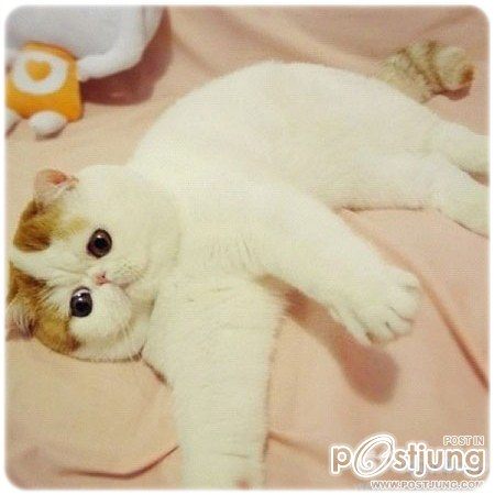 เจ้าเหมียวสนุปปี้ แมวน้อยน่ารัก