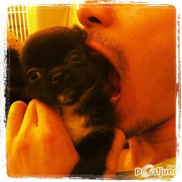 ดารา กะน้องหมา