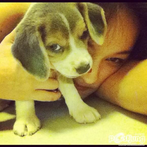 ดารา กะน้องหมา