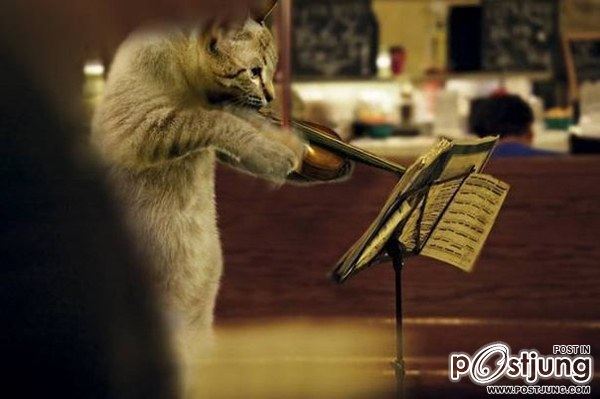 Cats-band