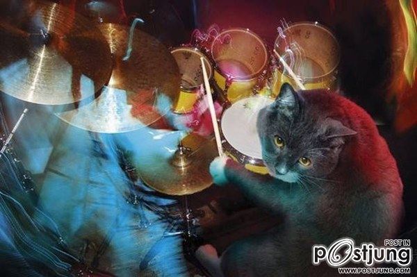Cats-band
