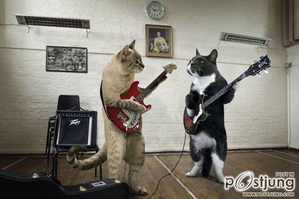 Cats-band