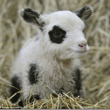 Panda Sheep