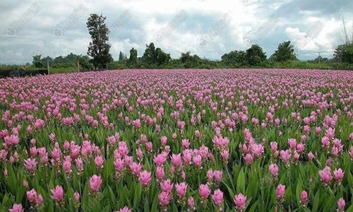 ทิวลิปบาน