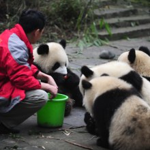 Baby panda  Afternoon tea 