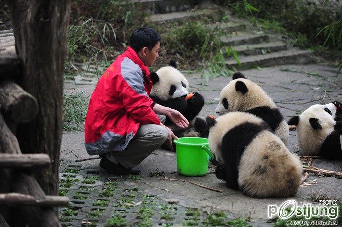Baby panda "Afternoon tea"