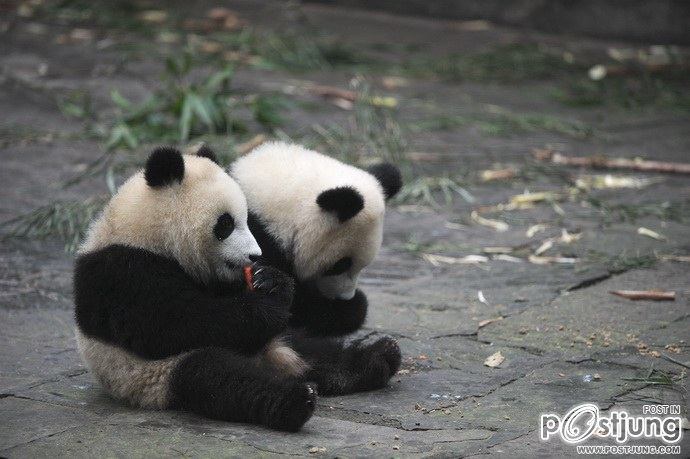 Baby panda "Afternoon tea"