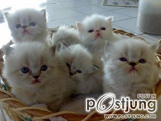 มาเป็นแก๊งค์เลย