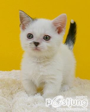 แบ๊วมาก