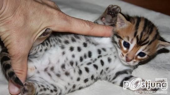 เหมือนลูกเสือเลย