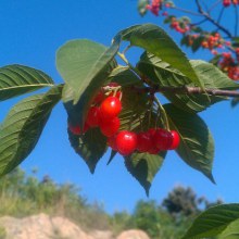 Cherry red