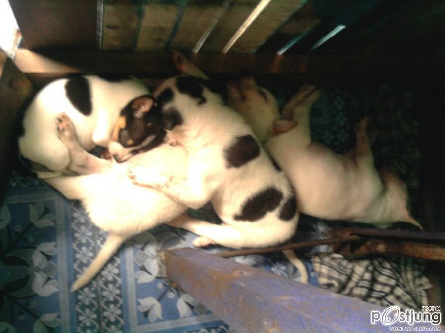 สัตว์เลี้ยงน่ารัก