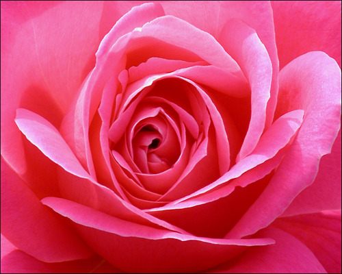 คนรัก ดอกไม้